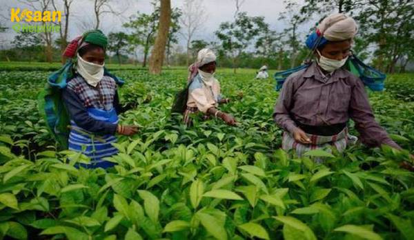 नाबार्ड ने 18.54 करोड़ में इंडो चाय फैक्ट्री के आधुनिकीकरण करने में मदद की नाबार्ड ने 18.54 करोड़ में इंडो चाय फैक्ट्री के आधुनिकीकरण करने में मदद की